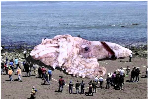Kraken 12at