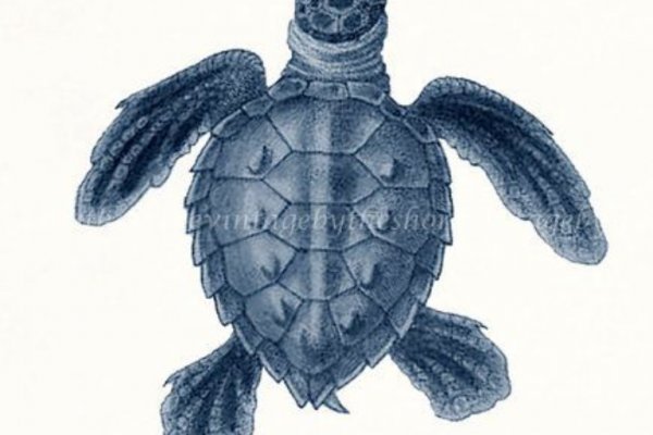 Сайт kraken в tor